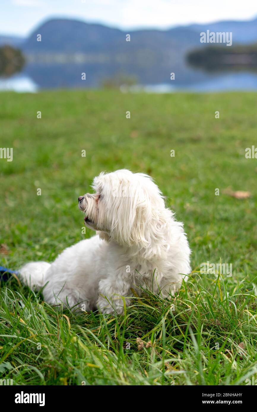 Cute Maltese dog, purebreed, playing outdoors Stock Photo Alamy