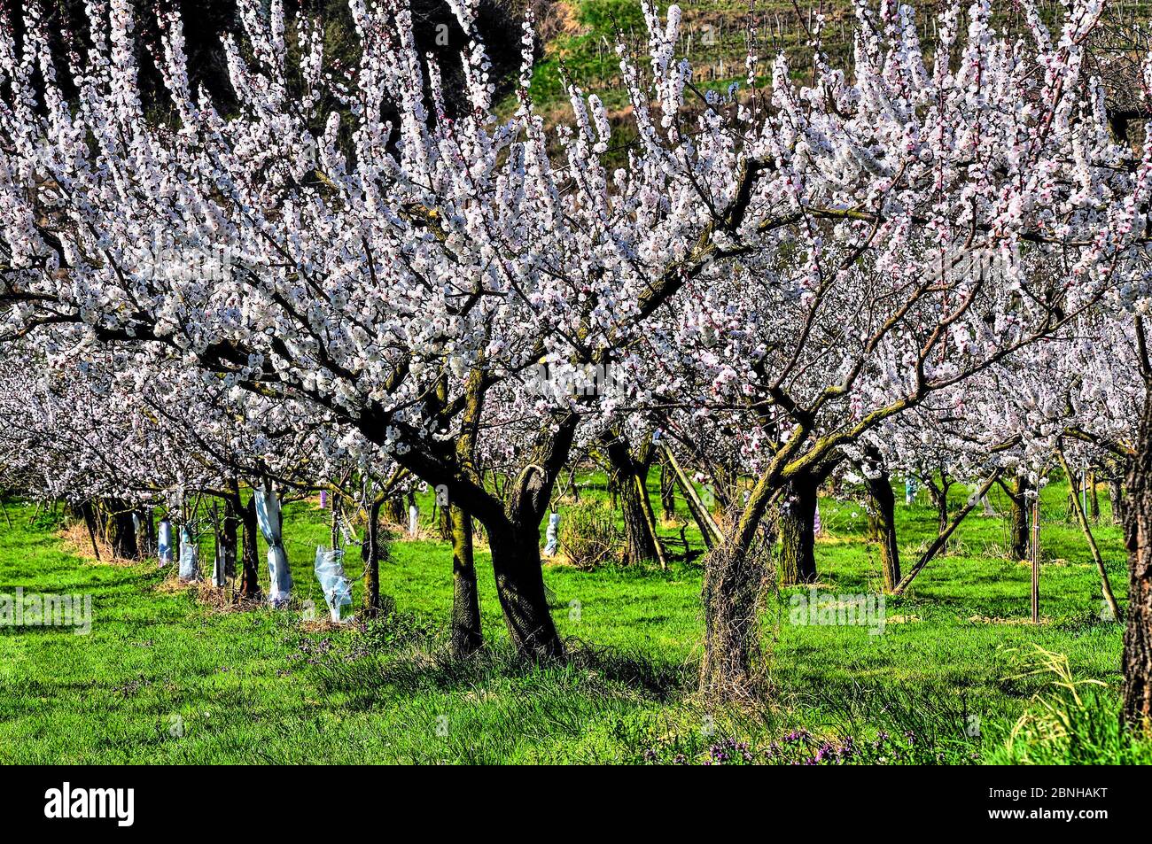 Apricot Brandy High Resolution Stock Photography and Images Alamy