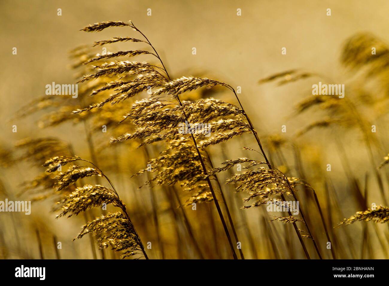Reeds (Phragmites australis) at Cley Nature Reserve, Norfolk, England, UK, February. Stock Photo