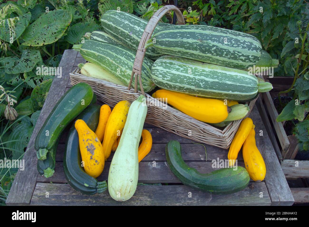 Mixed squashes in trug in autumn. Stock Photo