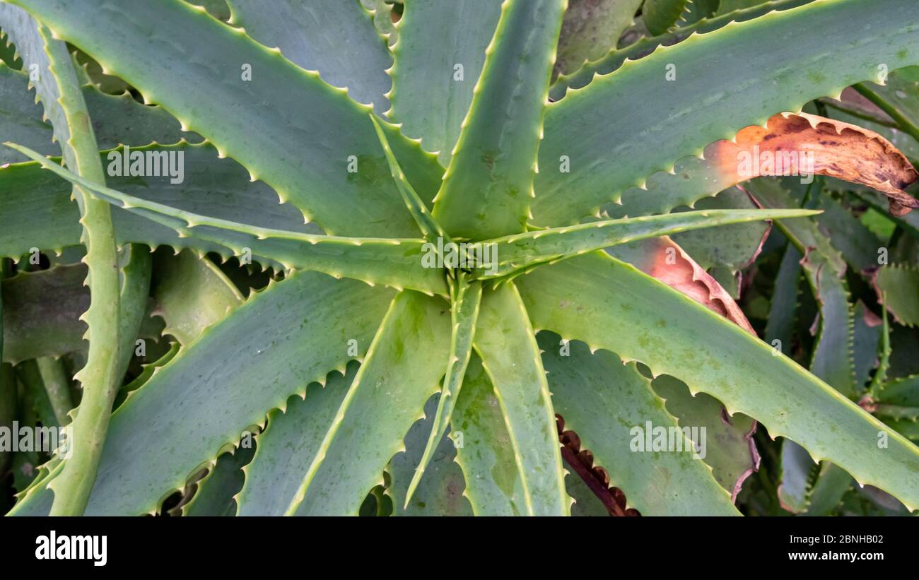 Coral aloe shot from above Stock Photo