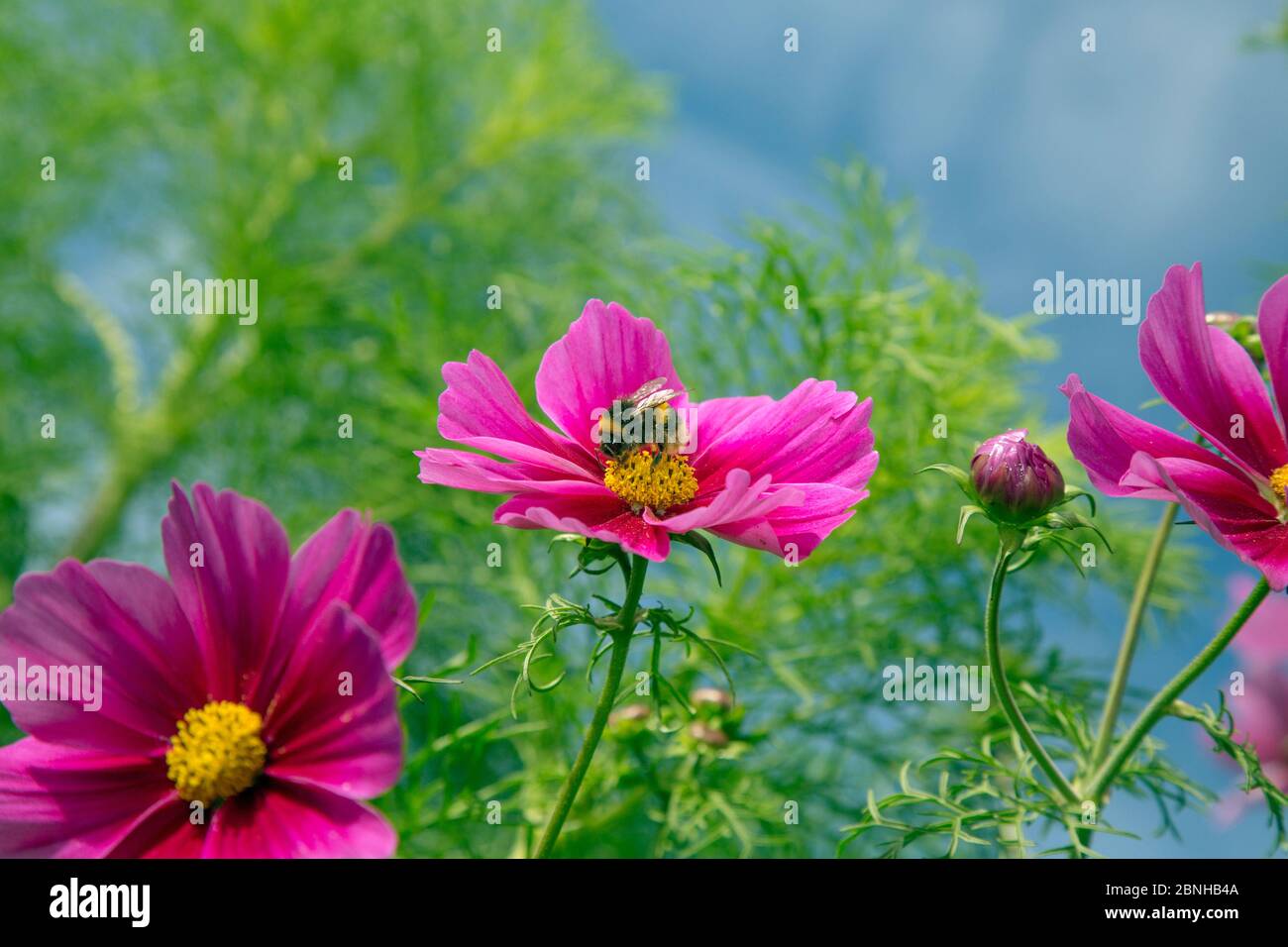 Cosmos flower (Cosmos bipinnatus) cultivated plant in border, with Bumblebee (Bombus sp)s pollinating. Stock Photo