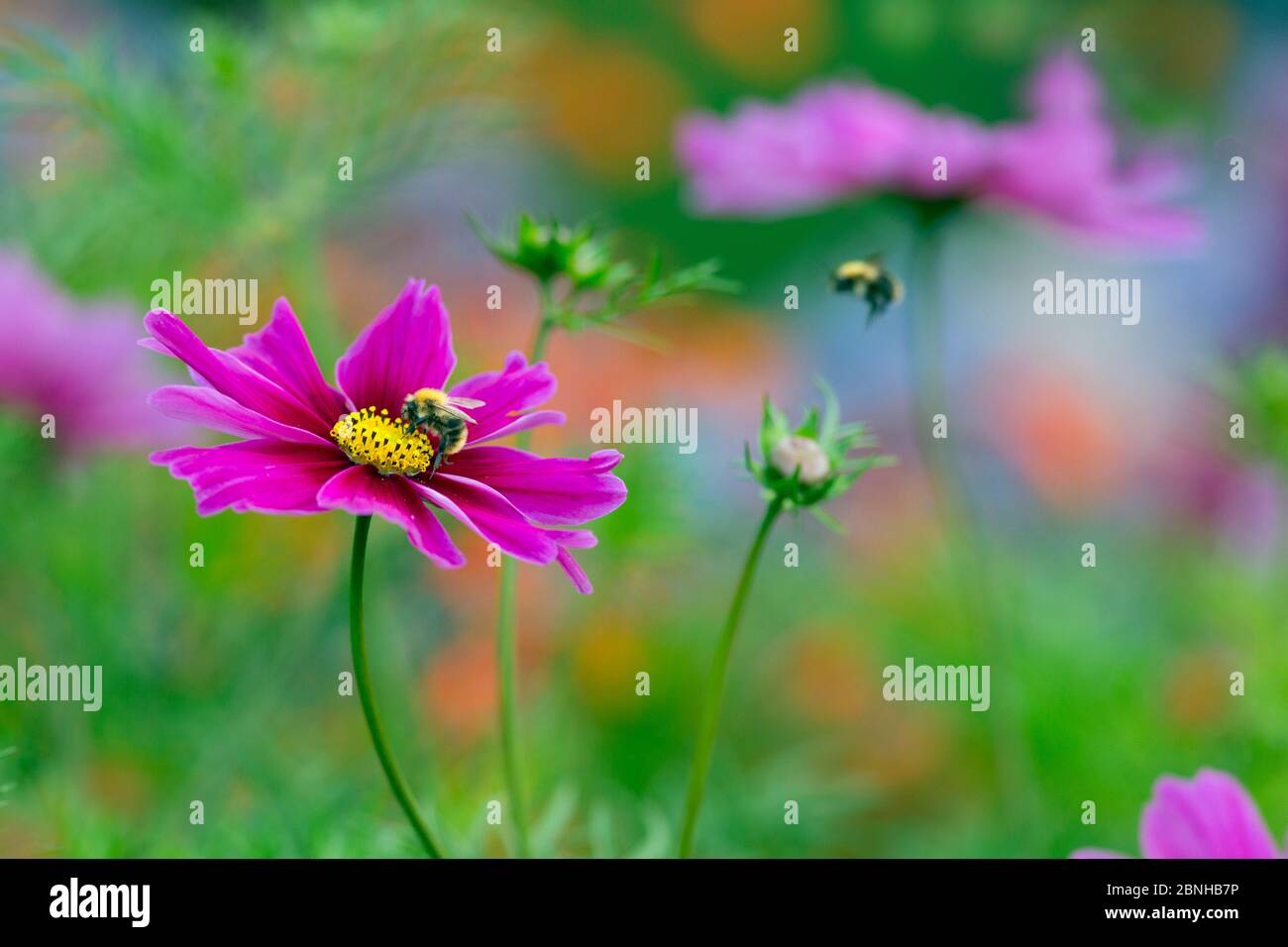 Cosmos flower (Cosmos bipinnatus) cultivated plant in garden border, with Bumblebee (Bombus sp) in flight. Stock Photo