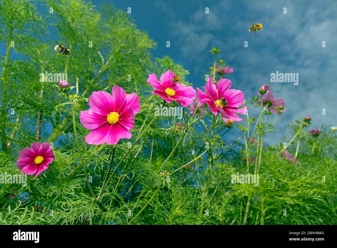Cosmos flower (Cosmos bipinnatus) cultivated plant in garden border, with Bumblebee (Bombus sp)s in flight. Stock Photo