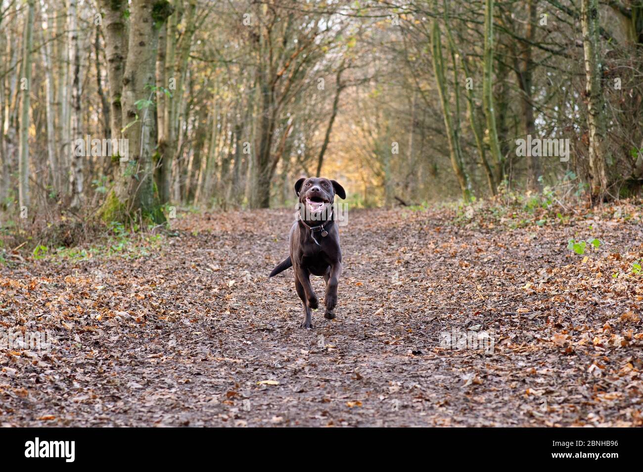 Dog running in woods Stock Photo