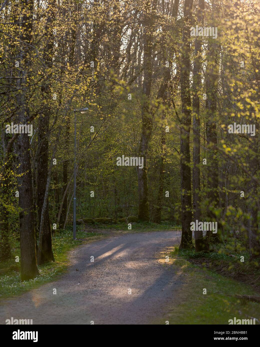 Vertical shot of a road surrounded by tall trees and greenery in the ...