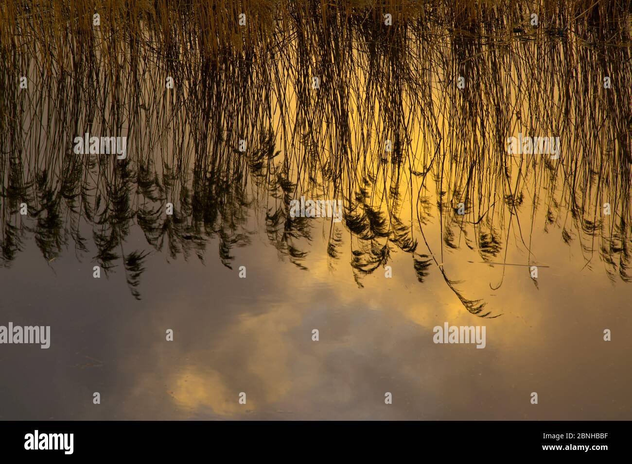 Reed reflected in water, How Hill, Norfolk, England, UK, February. Stock Photo