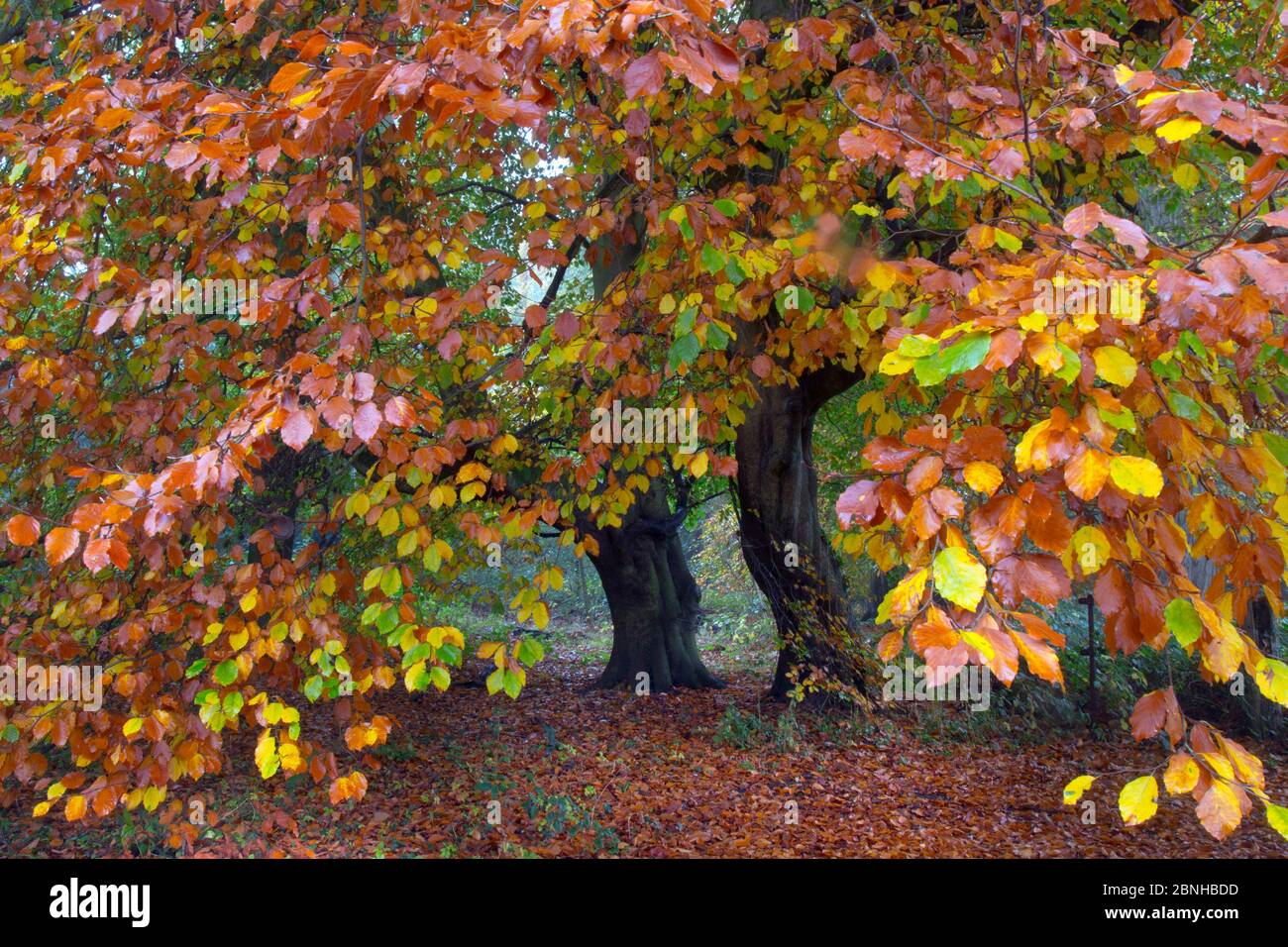 Beech trees (Fagus sylvatica) in autumn,  Felbrigg Great Wood, Norfolk, UK,  November Stock Photo