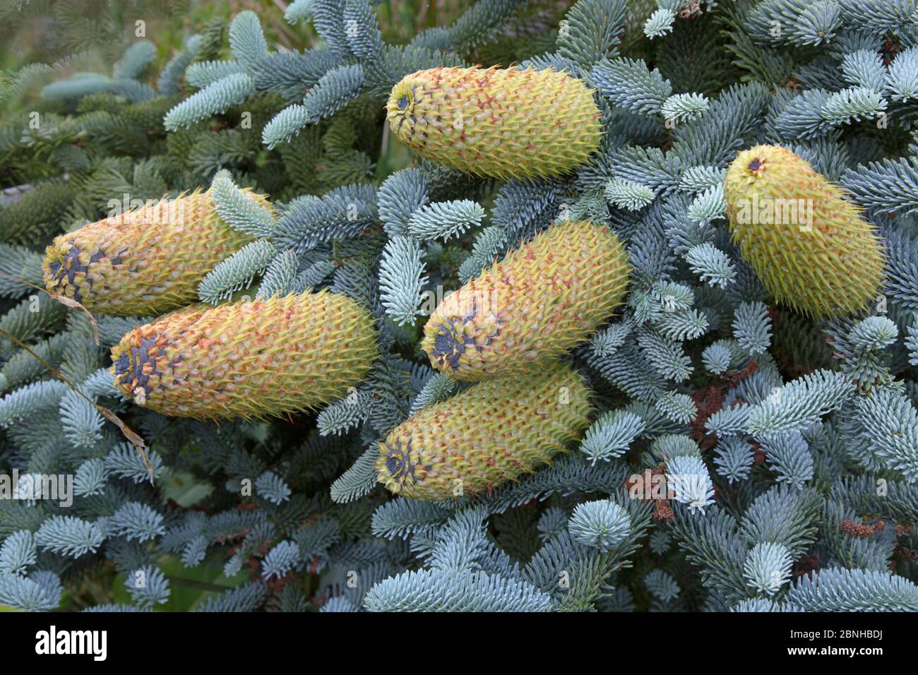 Blue spruce (Picea pungens) close up of cones, cultivated plant. Stock Photo
