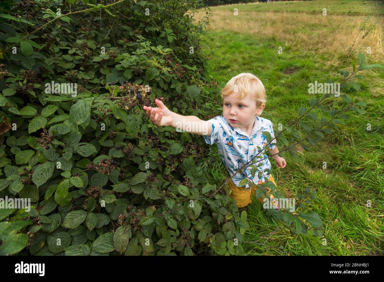 Young boy picking Blackberries (Rubus fruticosus) Hampstead Heath, London, England, UK, August. Stock Photo