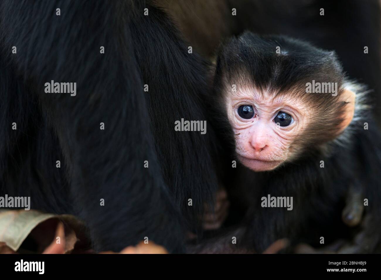 Lion-tailed macaque (Macaca silenus) infant age less than 1 month portrait . Anamalai Tiger Reserve, Western Ghats, Tamil Nadu, India. March. Stock Photo