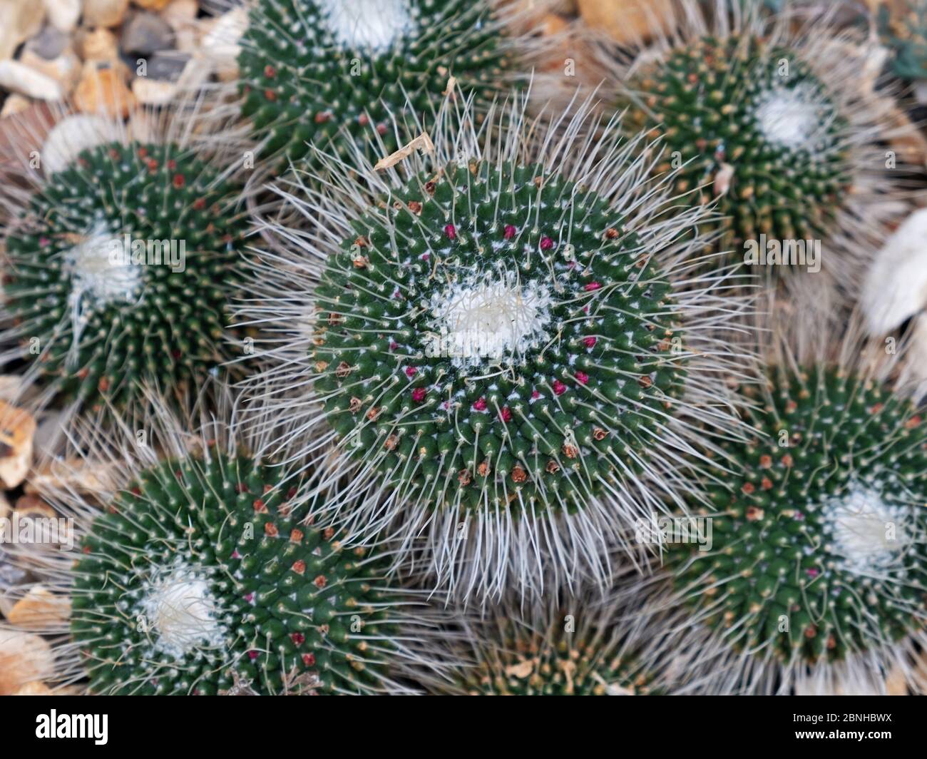 A cactus of the variety Mammillaria parkinsonii Stock Photo