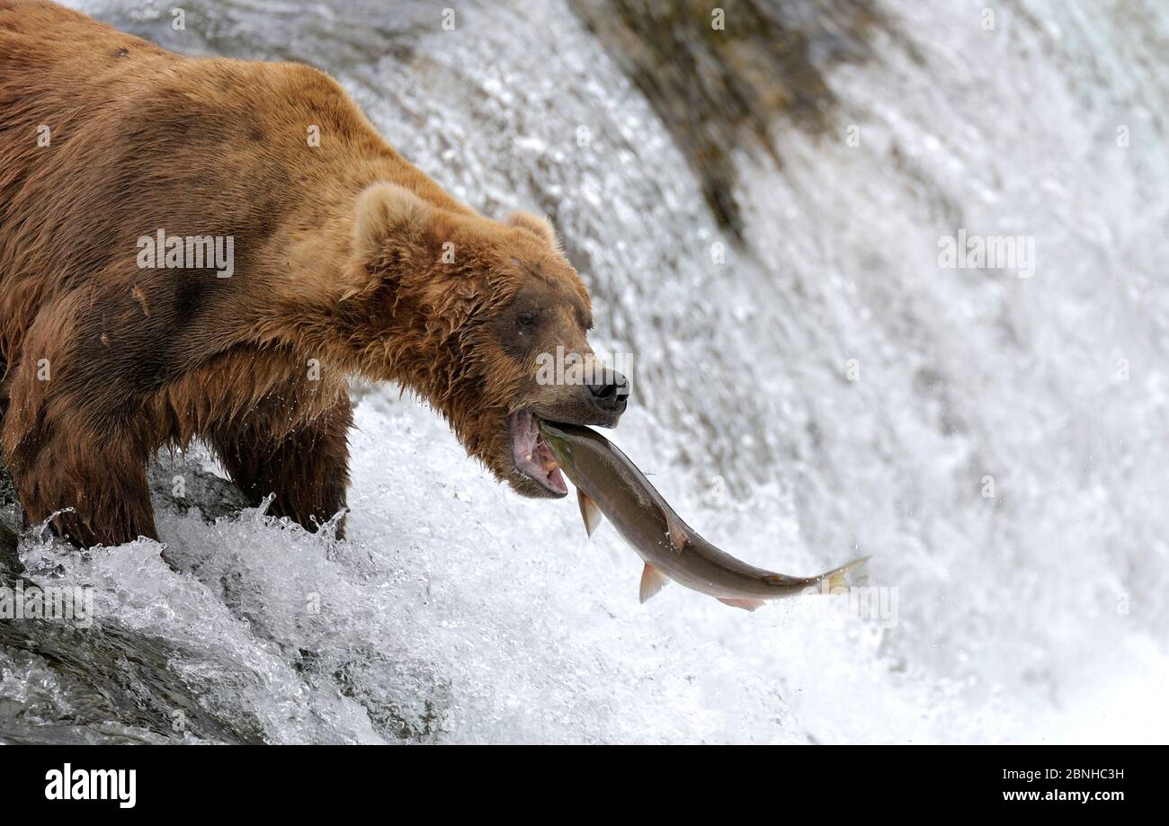 Grizzly bear (Ursus arctos horribilis) catching migrating sockeye salmon as it leaps up stream, Katmai National Park, Alaska, USA, July. Stock Photo