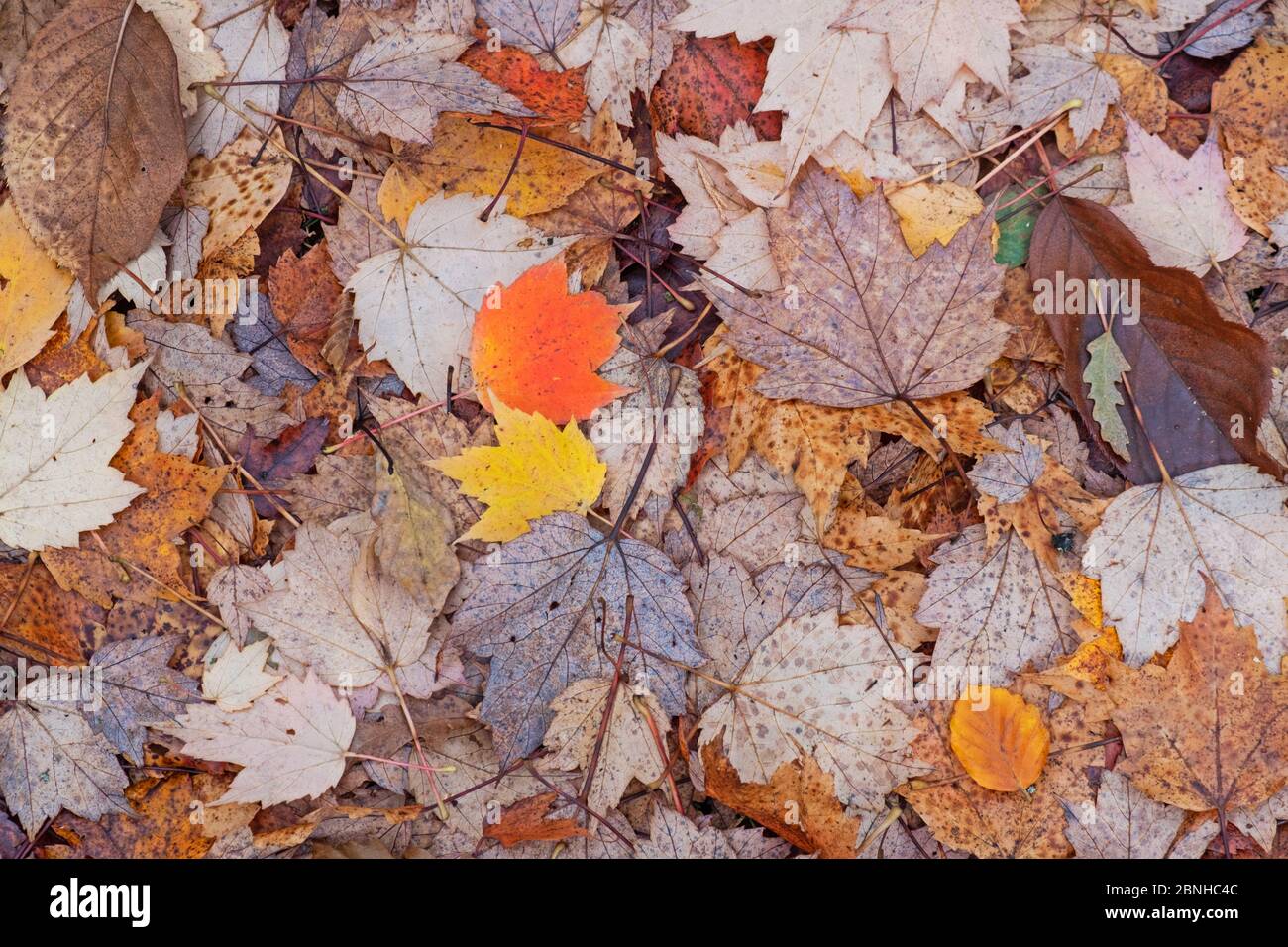 A colorful carpet of fallen leaves in a UK woodland in autumn Stock Photo