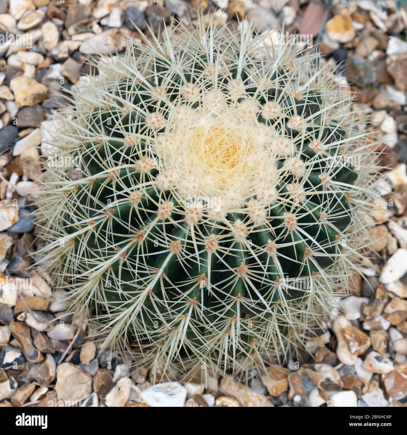 A fine example of the cactus  Echinocactus grusonii,  also known as the Golden Barrel cactus Stock Photo