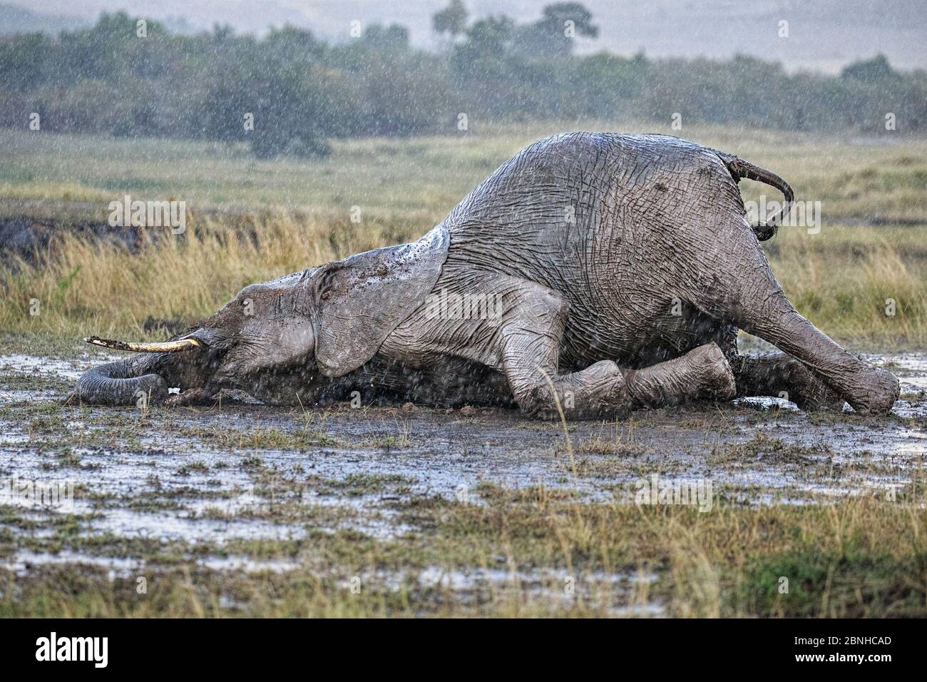 Wallows in mud hi-res stock photography and images - Alamy