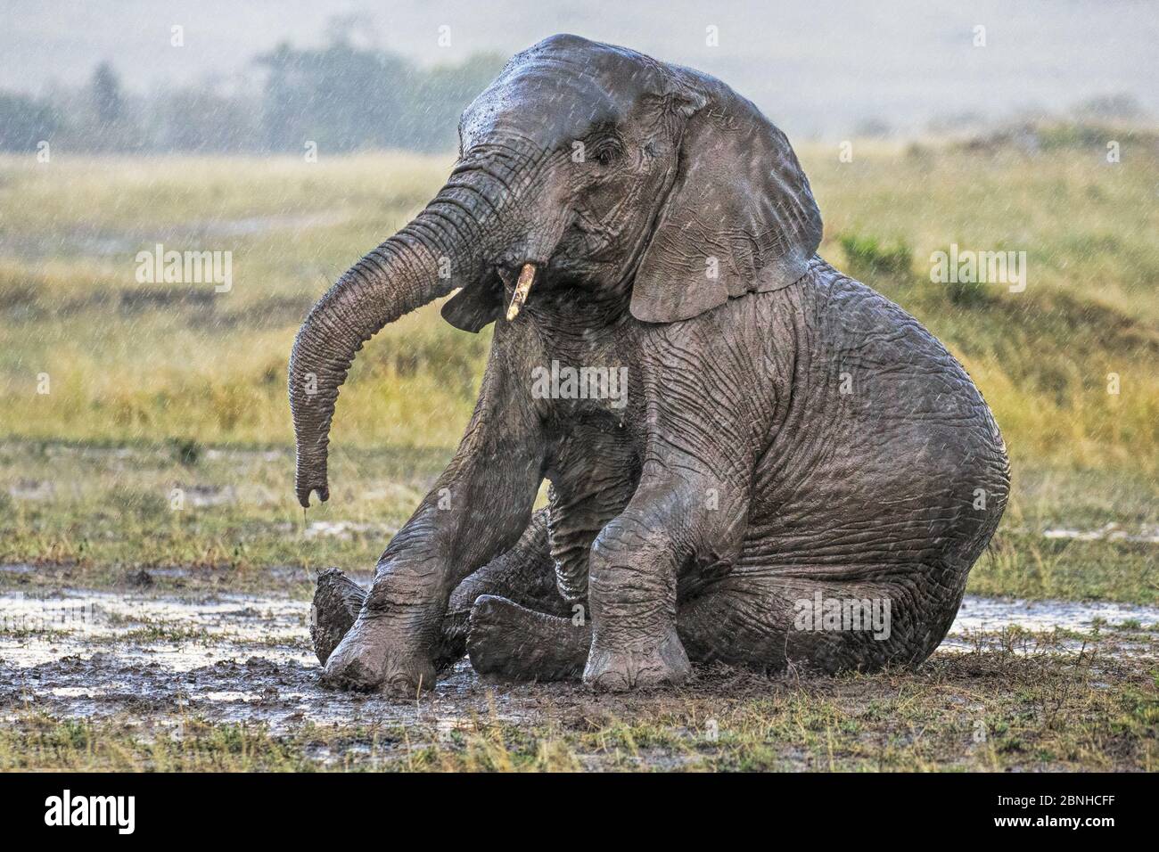 Wallows in mud hi-res stock photography and images - Alamy