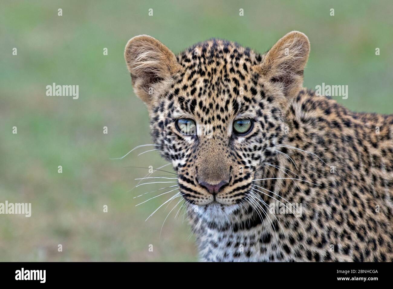 African Leopard (Panthera pardus) young cub. Maasai Mara, Kenya, Africa. September. Stock Photo