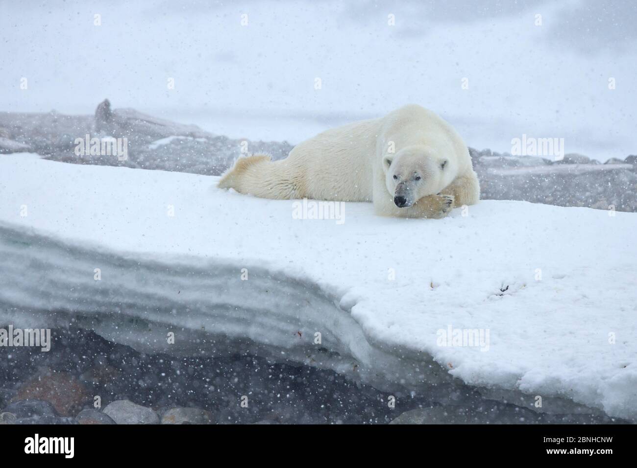 Polar Bear (Ursus maritimus) in snowstorm, Svalbard, Norway. July Stock