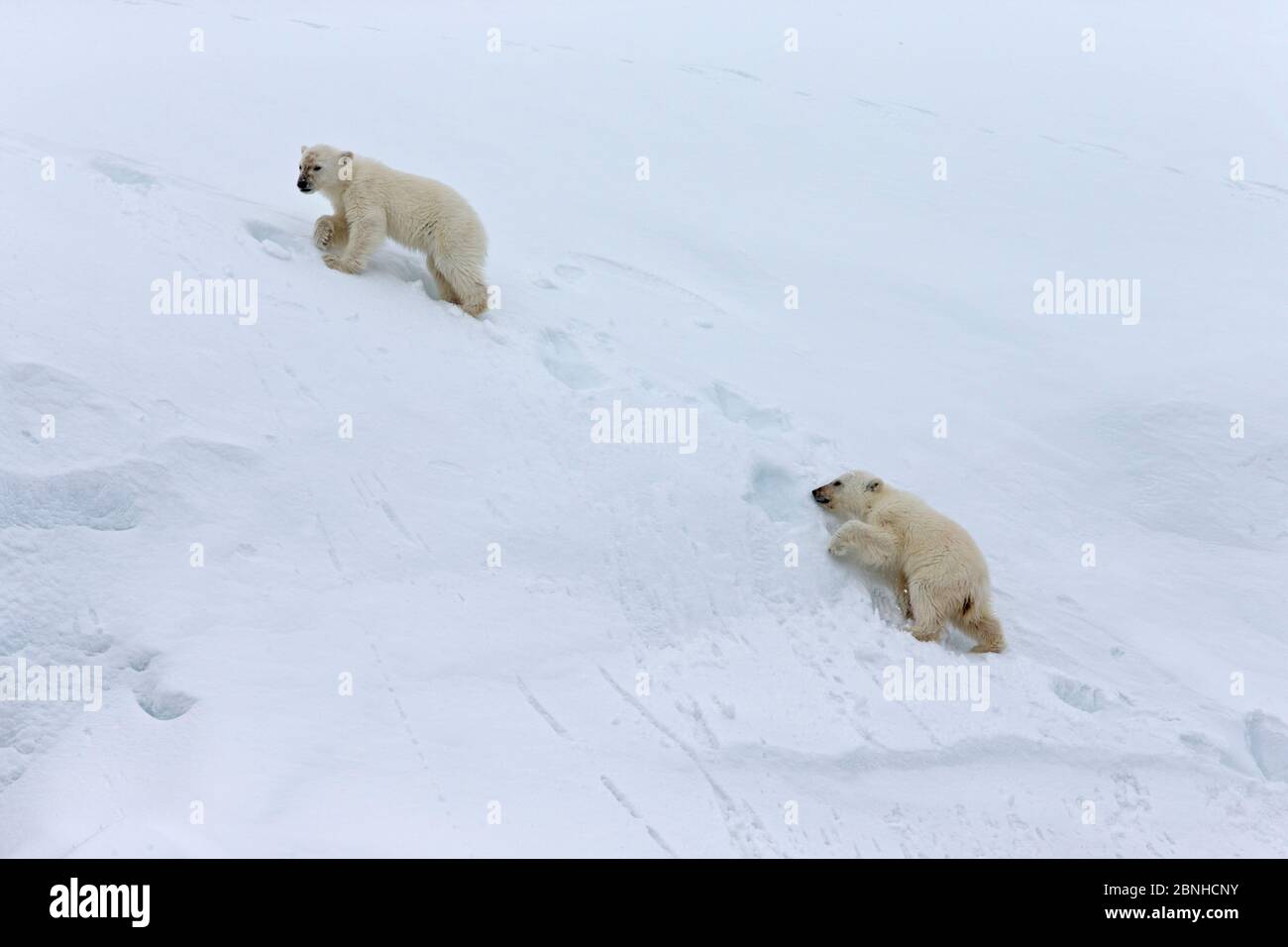 Polar Bear (Ursus maritimus) cubs struggling to follow mother uphill. Svalbard, Norway. July. Stock Photo