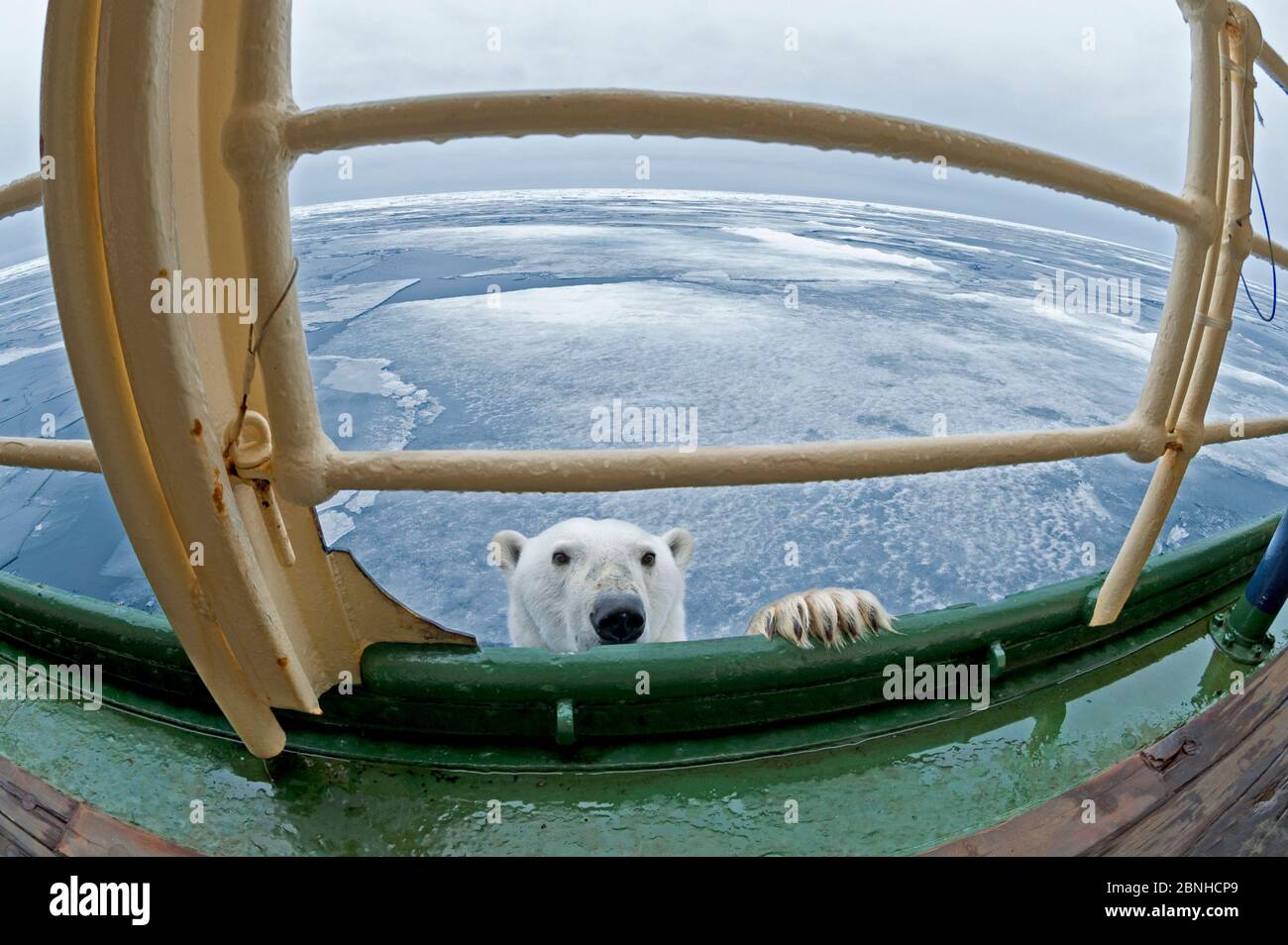 Polar Bear (Ursus maritimus) approaching ship, Svalbard, Norway. Arctic. September. Stock Photo