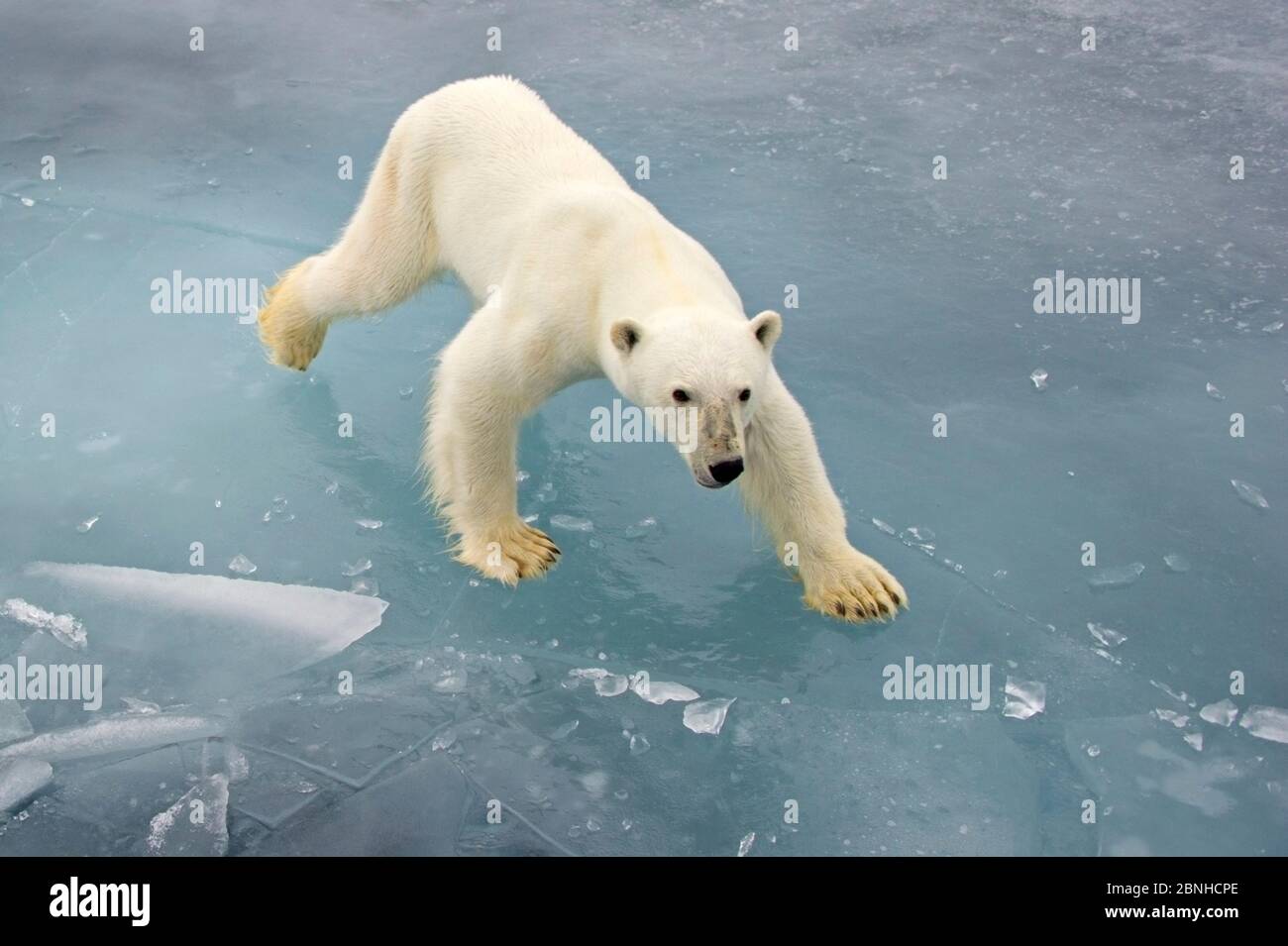 Polar Bear (Ursus maritimus) on pack ice, Svalbard,  Norway. Arctic. September. Stock Photo