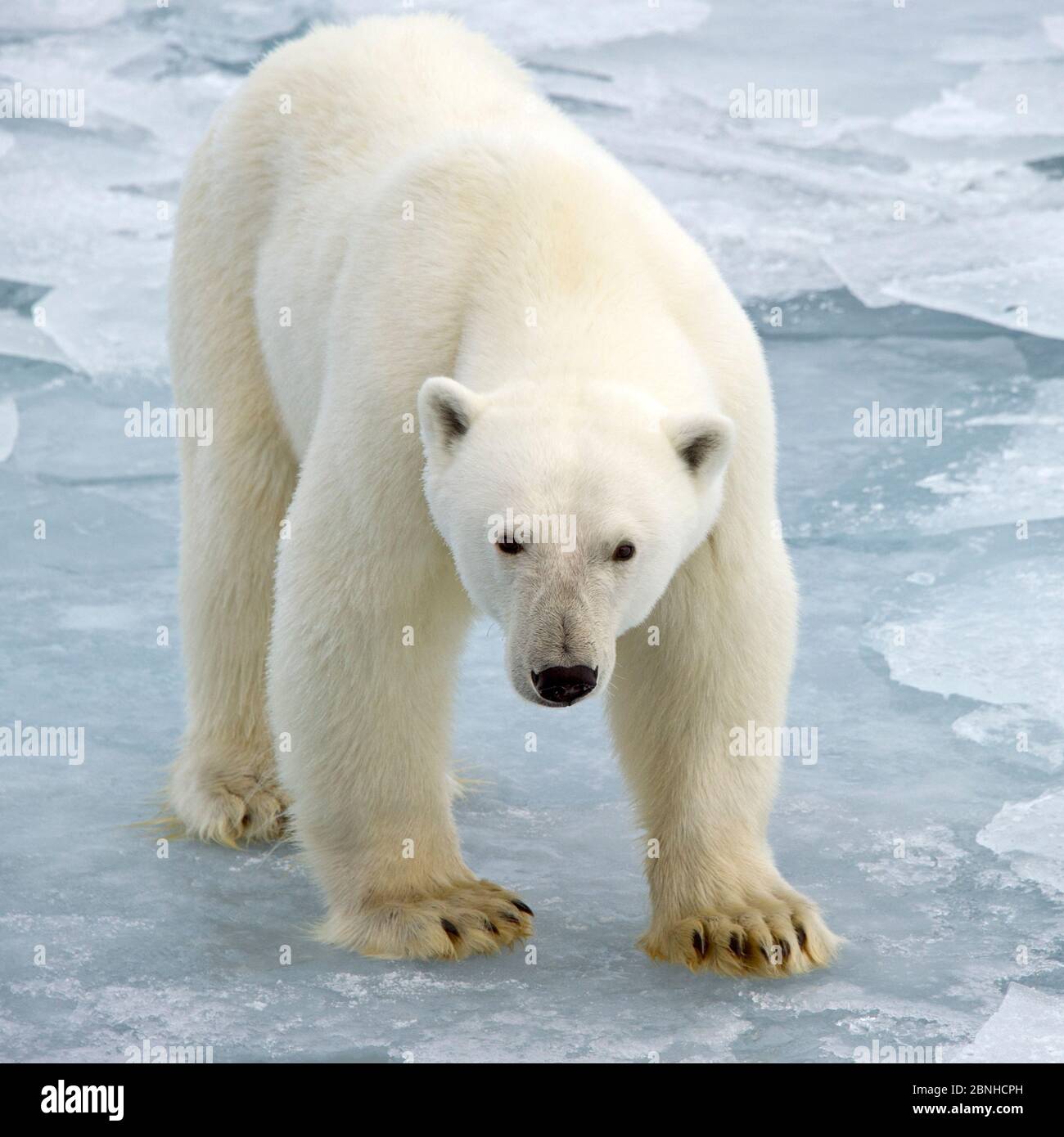 Polar Bear (Ursus maritimus) on pack ice, Svalbard,  Arctic Norway. September. Stock Photo