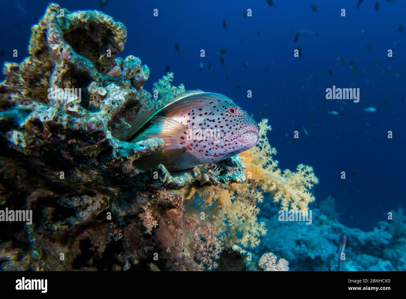 Freckled hawkfish, (Paracirrhites forsteri) on a coral reef, northern Red Sea. Stock Photo