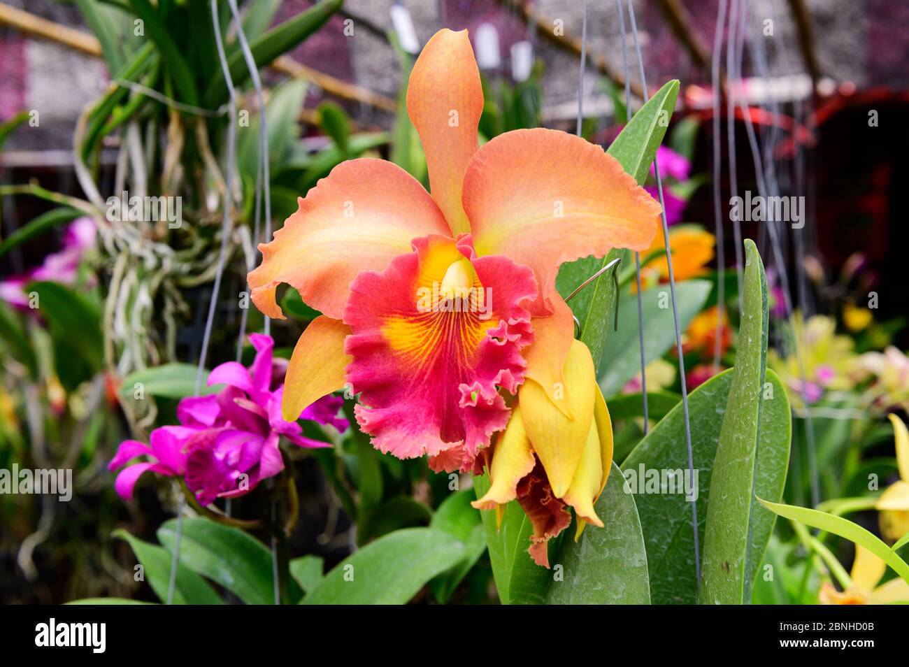 Orange cattleya orchid flower blooms in plant market Stock Photo