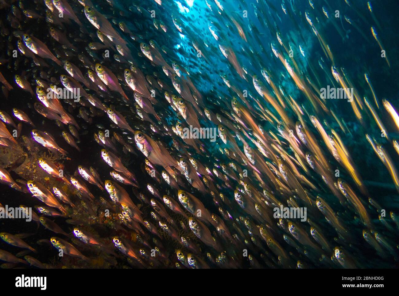 School of Glassfish (Parapriacanthus guentheri) in the cargo hold of the SS Ulysses, Gubal Island, northern Red Sea. Stock Photo