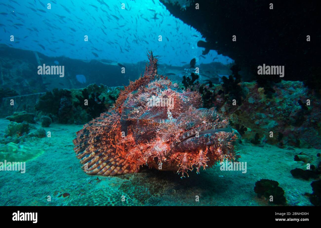 Tasseled scorpionfish (Scorpaenopsis oxycephala) on the wreck of the SS Thirstlegorm, northern Red Sea, December 2014 Stock Photo
