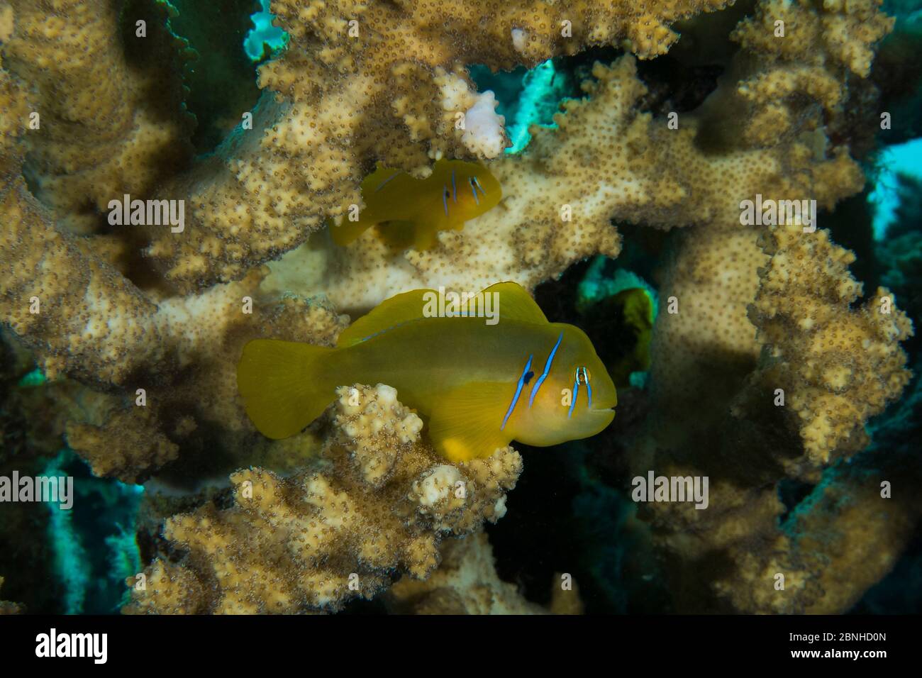 Lemon goby (Gobiodon citrinus) on staghorn coral (Acropora), Gubal Island, northern Red Sea. Stock Photo