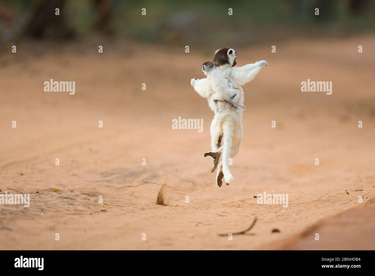 Verreaux's sifaka (Propithecus verreauxi) mother with infant dancing across open ground, Berenty Private Reserve, Madagascar. Stock Photo