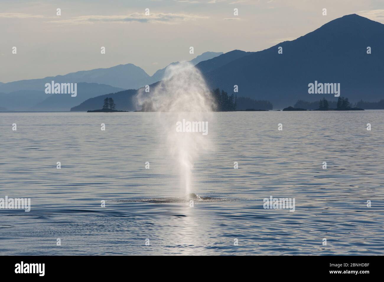 Humpback whale (Megaptera novaeangliae) blowing, Prince William Sound, Alaska, USA, July. Stock Photo