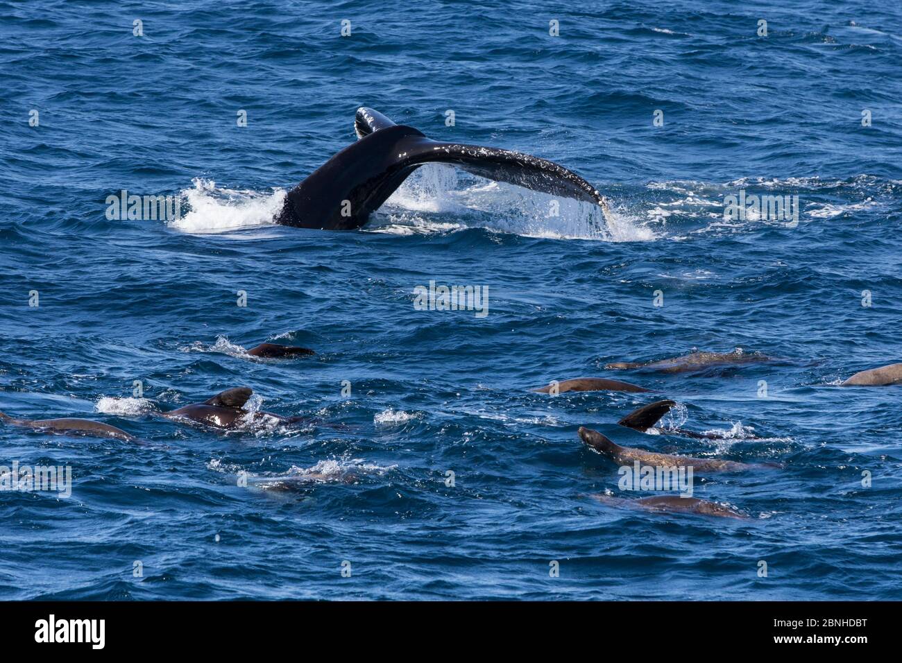 Humpback whale (Megaptera novaeangliae) fluking amongst California sea lions  (Zalophus californianus) in feeding frenzy during anchovy run, Monterey Stock Photo