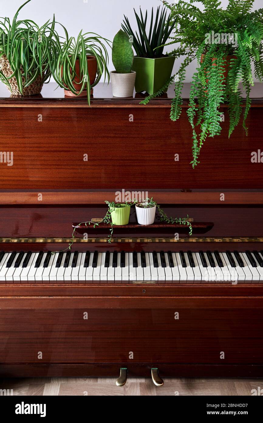Old vintage piano with various green home plants in the pots in the room Stock Photo
