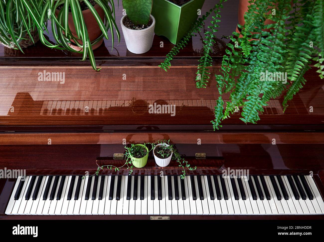 Old vintage piano with various green home plants in the pots top view in the room Stock Photo