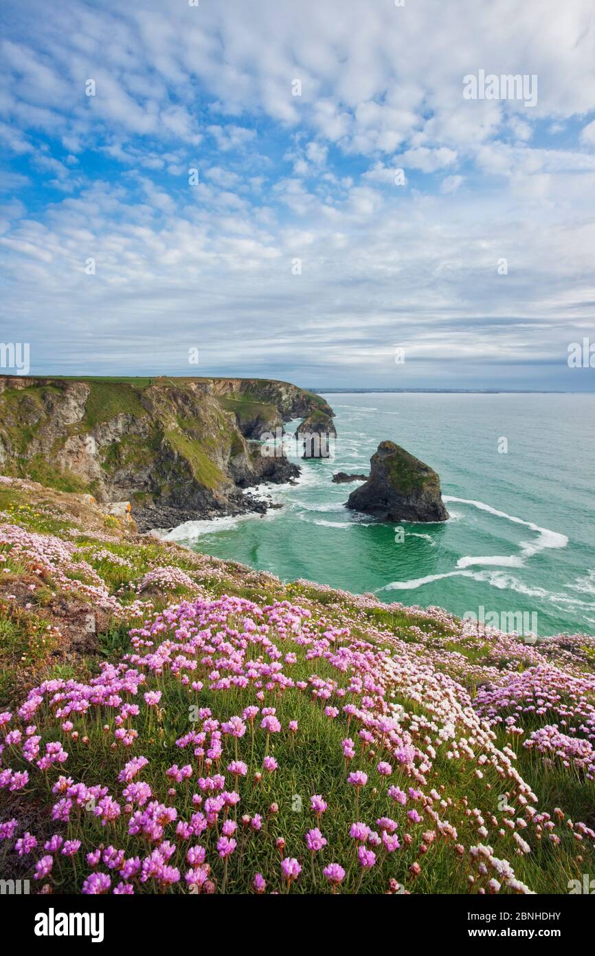 Coastline at Bedruthan Steps in spring with flowering Thrift (Armeria maritima), St Eval, Cornwall, England, UK. May Stock Photo