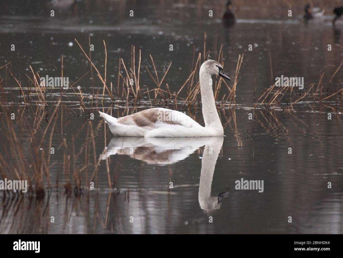Juvenile mute swan on lake Stock Photo