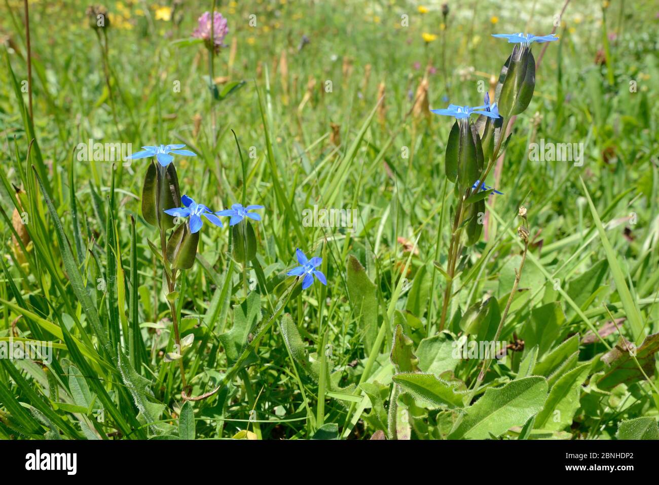 Bladder gentian (Gentiana utriculosa) flowering in alpine grassland, Zelengora mountain range, Sutjeska National Park, Bosnia and Herzegovina, July. Stock Photo