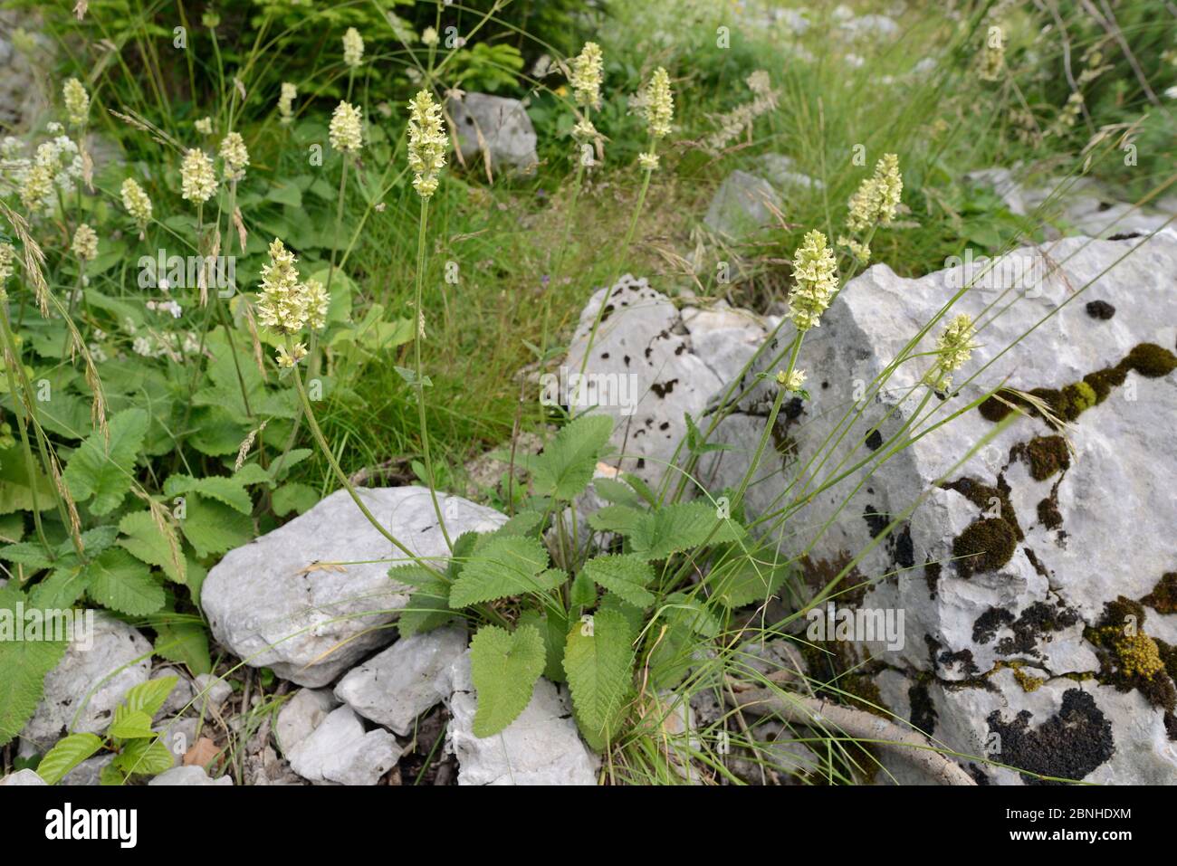 Yellow betony (Stachys / Betonica alopecuros) flowering among limestone rocks on Mount Maglic, Sutjeska National Park, Bosnia and Herzegovina, July. Stock Photo