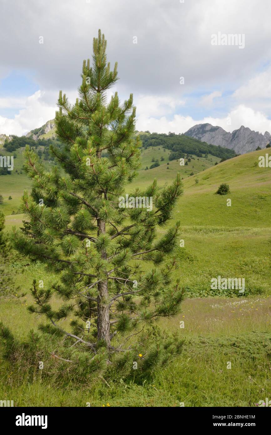 Young Black pine / Austrian pine (Pinus nigra) growing in alpine meadows in Sutjeska National Park, with the Zelengora mountain range, background, Bos Stock Photo