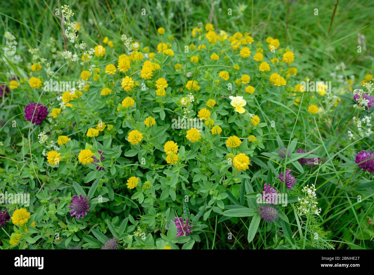 Hop trefoil / Field clover (Trifolium campestre) clump alongside Purple globe clover / Owlhead clover (Trifolium alpestre) in alpine grassland, Zeleng Stock Photo