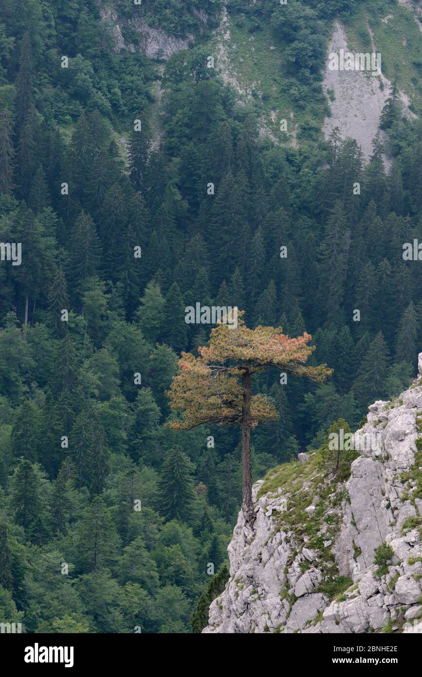 Black pine / Austrian pine (Pinus nigra) growing from limestone outcrop in Sutjeska National Park, Bosnia and Herzegovina, July 2014. Stock Photo
