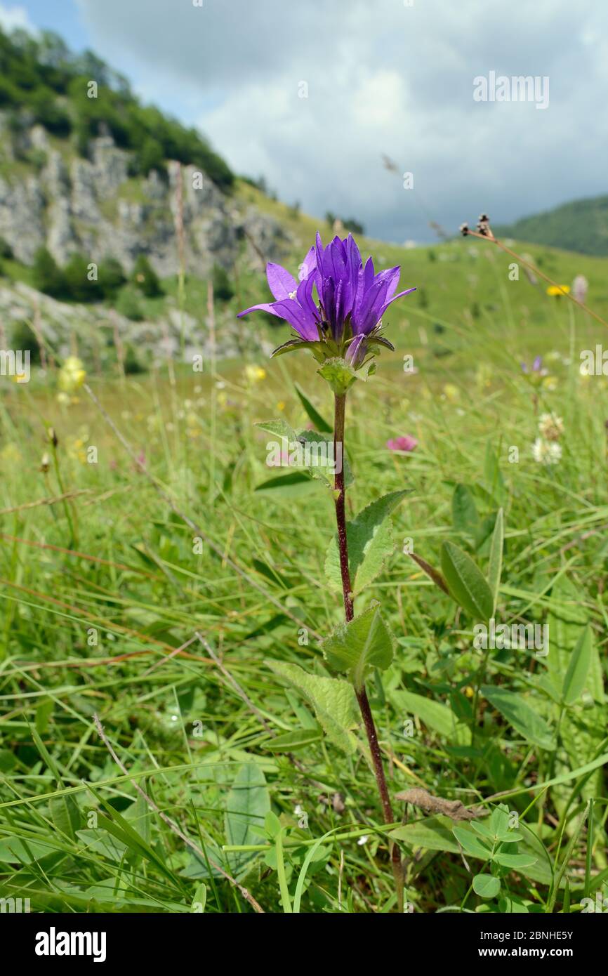 Clustered bellflower (Campanula glomerata) flowering in alpine grassland, Zelengora mountain range, Sutjeska National Park, Bosnia and Herzegovina, Ju Stock Photo
