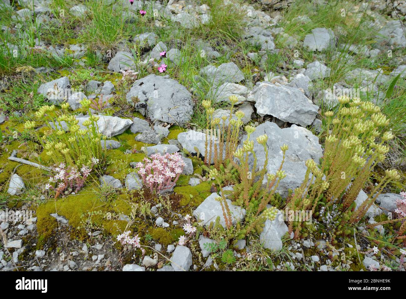 European stonecrop (Sedum ochroleucum) and Spanish stonecrop (Sedum hispanicum) clumps flowering among limestone rocks and scree on Mount Maglic, Sutj Stock Photo