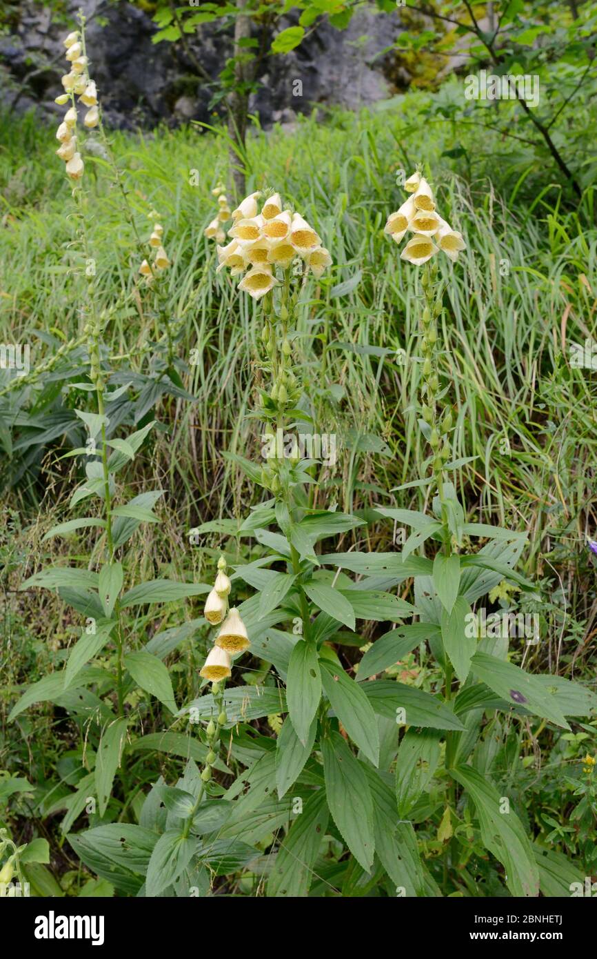 Digitalis grandiflora seed hires stock photography and images Alamy