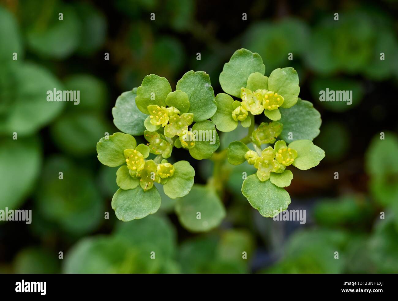 Opposite-leaved Golden-Saxifrage (Chrysosplenium oppositifolium) close up portrait, Holly Farm, Sussex, UK Stock Photo