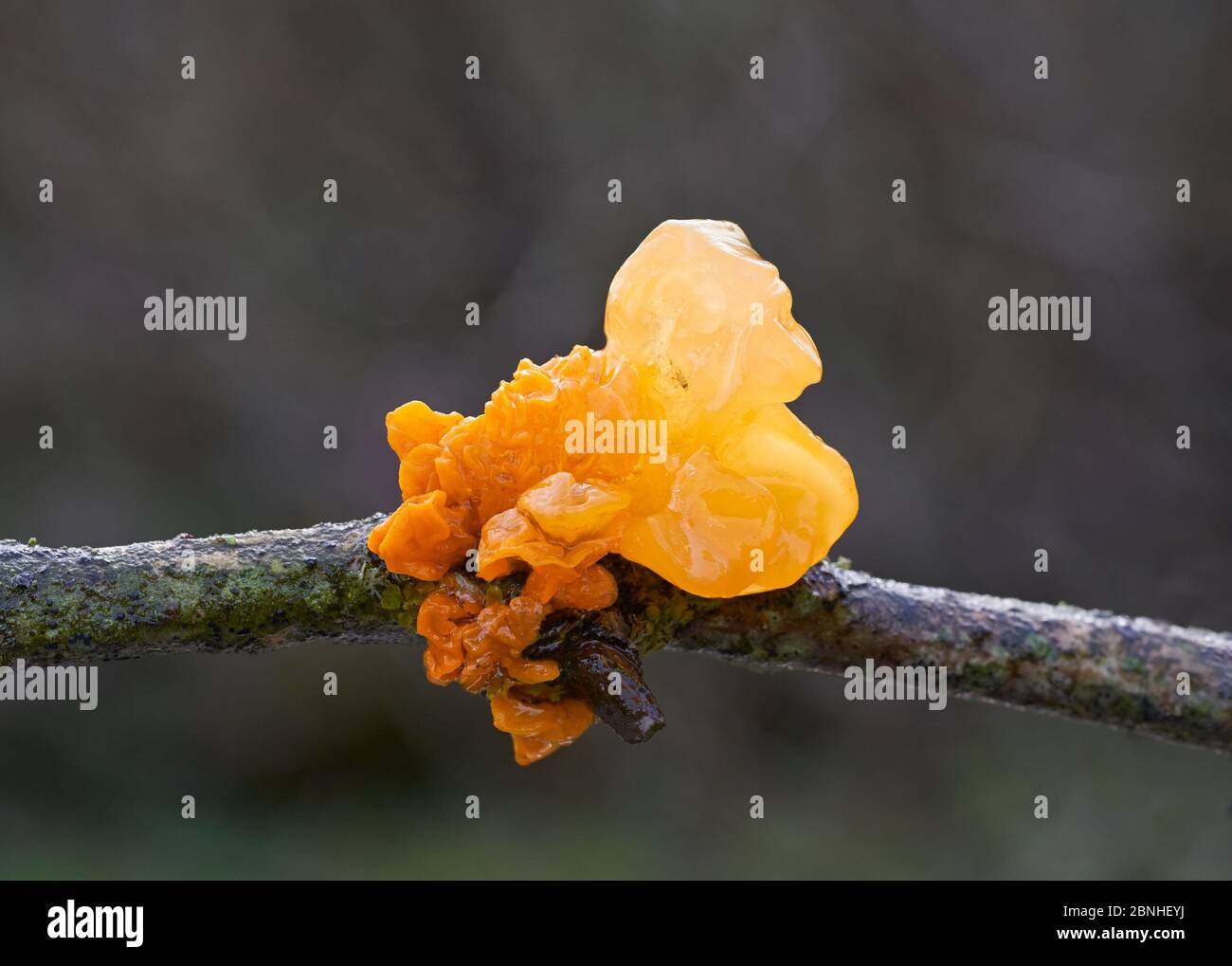 Yellow brain (Tremella mesenterica) on Hazel. Sussex, UK Stock Photo