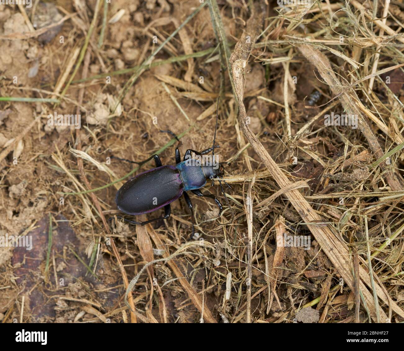 Violet ground beetle (Carabus violaceus) Sussex, UK Stock Photo